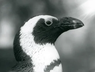 Un pinguino africano dai piedi neri adulto allo Zoo di Londra, settembre 1925