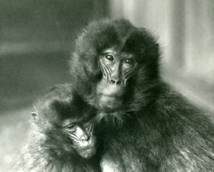 Un adulto e un giovane gelada allo Zoo di Londra nel gennaio 1925
