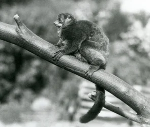 Un lemure gigante di Coquerel in via di estinzione/lemure nano di Coquerel/lemure gigante meridionale, che riposa su un ramo allo zoo di Londra, ottobre 1929 (foto in b/n)