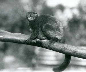 Un lemure topo gigante di Coquerel/lemure nano di Coquerel/lemure topo gigante meridionale in pericolo, che riposa su un ramo allo Zoo di Londra, ottobre 1929
