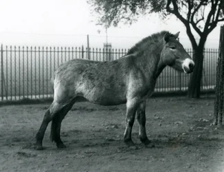 Un cavallo selvatico di Przewalski in via di estinzione nel suo recinto allo Zoo di Londra, ottobre 1927