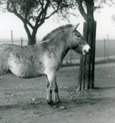 Un cavallo selvatico di Przewalski in via di estinzione nel suo recinto allo Zoo di Londra, ottobre 1927