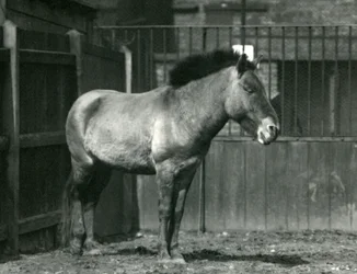 Un cavallo selvatico di Przewalski in pericolo di estinzione nel suo recinto allo Zoo di Londra nel 1927