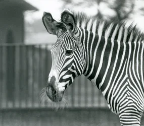 Una femmina di zebra di Grevy in pericolo, Zoo di Londra, luglio 1926 (foto in b/n)