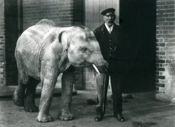 Elefante asiatico con il custode Charles Eyles, Zoo di Londra, novembre 1915
