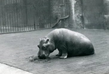 Ippopotamo bambino 