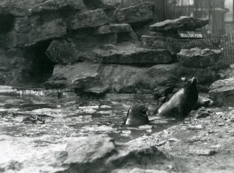 Leoni marini della California con ghiaccio nella loro piscina, Zoo di Londra