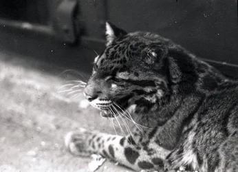 Leopardo nebuloso, 1922