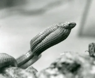 Serpente mangiauova allo zoo di Londra nel 1930