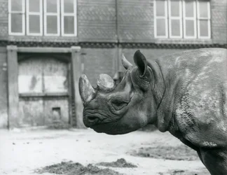 Eliza, una femmina di rinoceronte nero, Zoo di Londra