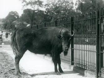 Bisonte europeo Georgina alle sbarre del suo recinto, Zoo di Londra, 12 agosto 1926