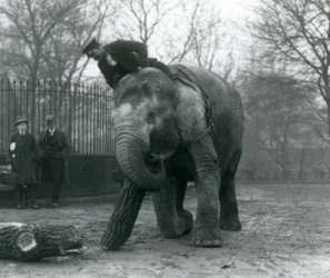 Elefante asiatico femmina, 