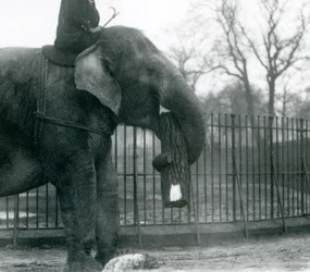 Elefante asiatico femmina, 