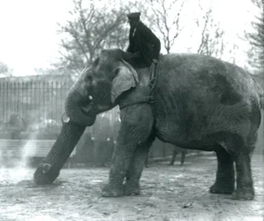 Elefante asiatico femmina, 