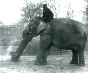 Elefante asiatico femmina, Indiarani, che sposta legname con la proboscide, mentre il suo custode è seduto sulla sua schiena e la dirige, London Zoo, 1925