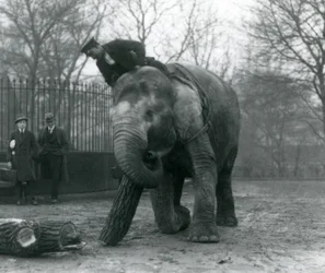 Elefante Asiatico Femmina, Indiarani, che sposta legname con la proboscide, mentre il suo custode è seduto sulla sua schiena e la dirige e altre due persone osservano, Zoo di Londra, 1925