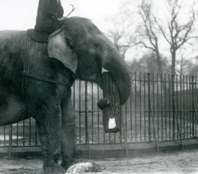 Elefante Asiatico Femmina, Indiarani, che sposta legname con la proboscide, mentre il suo custode è seduto sulla sua schiena e la dirige, Zoo di Londra, 1925