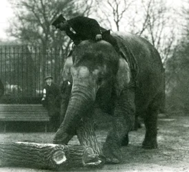 Elefante asiatico femmina, Indiarani, che sposta legname con la proboscide, mentre il suo guardiano è seduto sulla sua schiena a dirigerla, Zoo di Londra, 1925