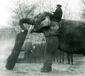 Elefante asiatico femmina, Indiarani, che sposta legname con la proboscide, mentre il suo guardiano è seduto sulla sua schiena a dirigerla, Zoo di Londra, 1925