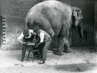 Elefante asiatico femmina Sundermalah che si fa tagliare i piedi dai suoi custodi allo Zoo di Londra, agosto 1926