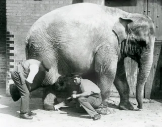 Elefante asiatico femmina Sundermalah che si fa tagliare i piedi dai suoi custodi allo Zoo di Londra, agosto 1926