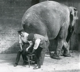 Elefante asiatico femmina che si fa tagliare i piedi dai suoi custodi allo Zoo di Londra, agosto 1926
