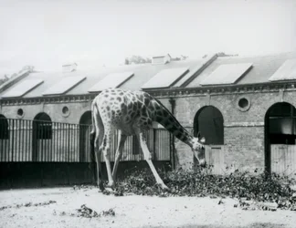 Giraffa femmina, 