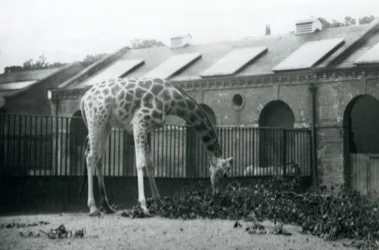 Giraffa femmina, 