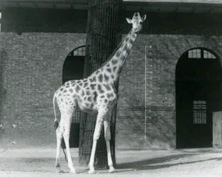 Giraffa femmina, 
