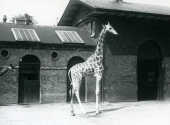 Giraffa femmina, Maud, in piedi nel paddock fuori dalla Casa delle Giraffe, Zoo di Londra, luglio 1925