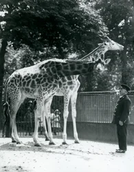 Giraffe femmine Maud e Maggie, con il custode Ernie Professor Bowman, Zoo di Londra, luglio 1924
