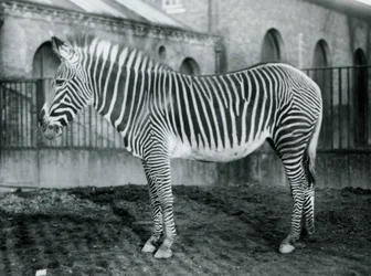 Zebra di Grevy femmina, o zebra imperiale, Jennie nel suo recinto allo zoo di Londra, 1927