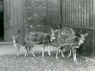 Quattro cervi Axis, tra cui un maschio con corna e un cerbiatto, allo Zoo di Londra nel 1926