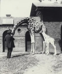 Giraffa con cucciolo di 3 giorni e custode allo zoo di Londra, 1914
