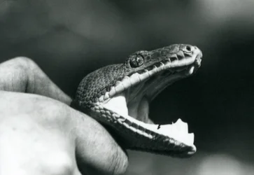 Testa di un Boa Smeraldino, con la bocca aperta, tenuto per il collo dal suo custode, London Zoo