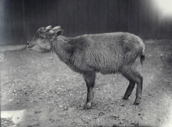 Goral himalayano allo zoo di Londra, 1914