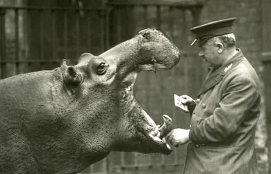 Ippopotamo Bobbie con il custode Ernie Bowman, Zoo di Londra, 1927