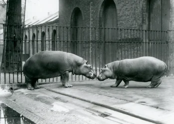 Gli ippopotami Bobbie e Joan vengono presentati allo zoo di Londra, 1923