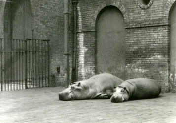 Ippopotami Bobbie e Joan allo Zoo di Londra, luglio 1923
