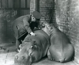 Ippopotami Joan e Jimmy allo Zoo di Londra nel 1927