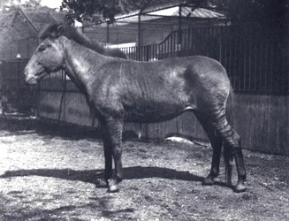 Zebra-ibrido al London Zoo, luglio 1916