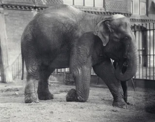 Elefante indiano, Assam Lukhi, inginocchiato con il custode allo zoo di Londra, aprile 1914