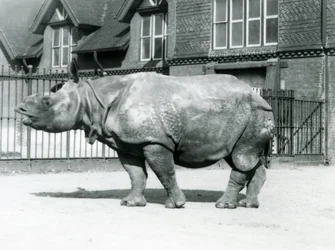 Rinoceronte indiano Felix nel suo recinto allo Zoo di Londra, 1927