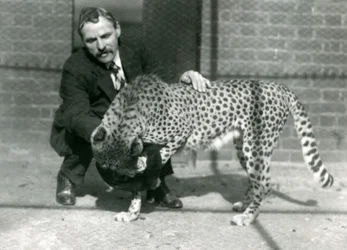 Il guardiano Charles Dixon con un ghepardo giocoso allo Zoo di Londra, ottobre 1922