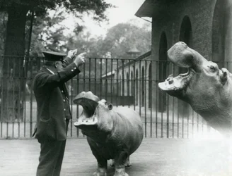 Il custode Ernie Bowman con gli ippopotami Bobbie e Joan allo Zoo di Londra, luglio 1923