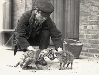 Guardiano, H. Warwick, con un cucciolo di tigre e un pecari, preso allo ZSL London Zoo, maggio 1914