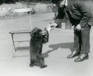 Il guardiano Harry Warwick allatta un cucciolo di orso bradipo allo zoo di Londra, agosto 1921