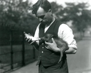 Il guardiano Harry Warwick allatta con il biberon un cucciolo di facocero allo zoo di Londra, agosto 1922