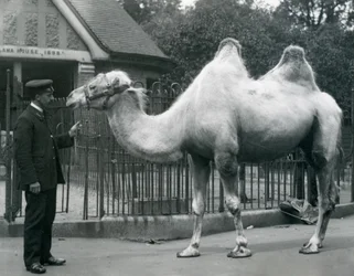 Il guardiano W. Styles, con un cammello bactriano, fuori dalla Casa dei Lama allo Zoo di Londra, luglio 1914