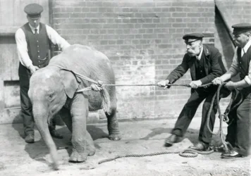 I custodi A. Church, Charles Eyles e H. Robertson che cercano di guidare un elefante asiatico bambino con una corda, Zoo di Londra, settembre 1919
